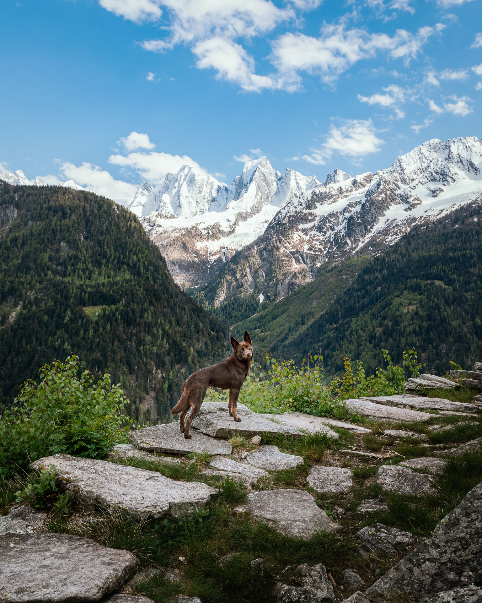 Ein Hund steh vor einer Bergkulisse